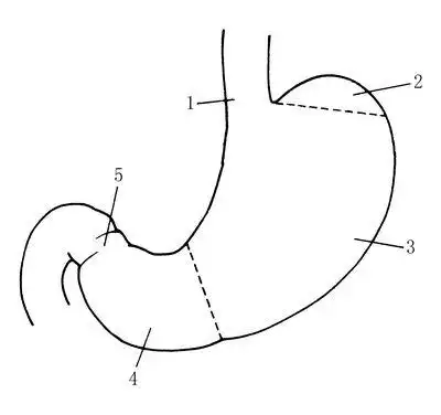 胃的外科解剖学