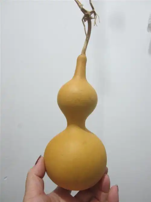 包邮天然小中号亚腰白皮本色观赏葫芦摆件实物葫芦