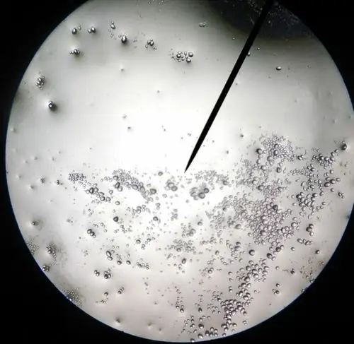 17级药剂3班药植显微实验小组成员:赖紫君 林晓玲