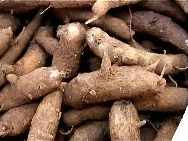 健康今日小雪御寒进补吃草乌谨防乌头碱中毒