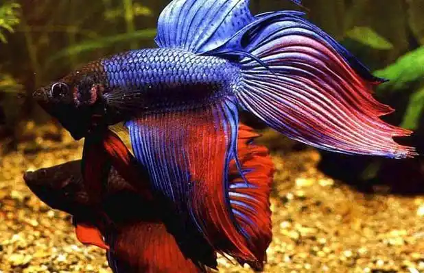 淡水观赏鱼金玛丽