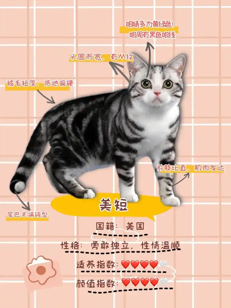 每日一猫.93美短是原产地美国,最初是来帮美国人抓老鼠的,是 - 抖音
