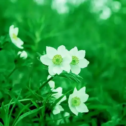 头像漂亮山水花草风景图片