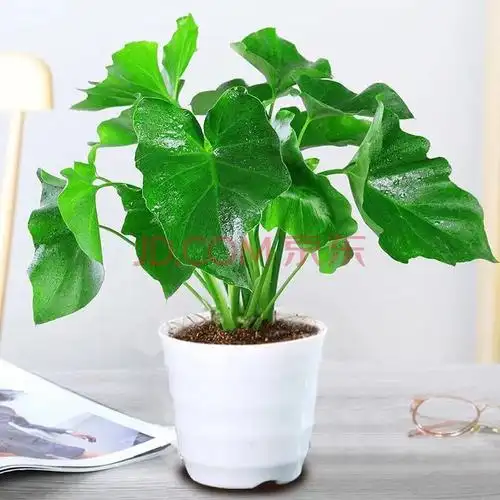 好养又好看的小盆栽(十大养不死的盆栽植物)