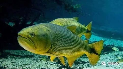 黄金河虎钻石火箭白金猛鱼黄金猛鱼哥伦比亚巨暴大型加拉辛热带鱼