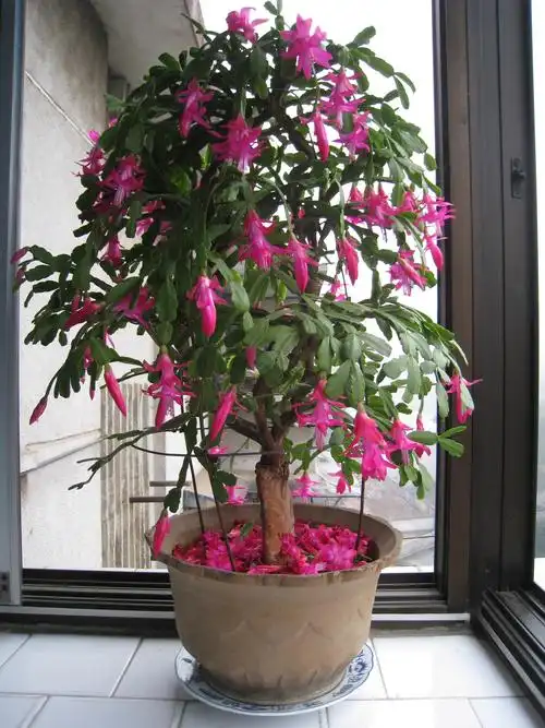 蟹爪兰的养殖方法(蟹爪兰的养殖方法和注意事项有哪些呢)