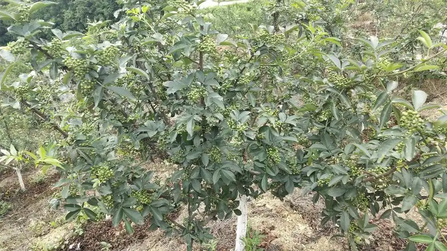 九叶青花椒落户松滋,第四元素助力高产丰收