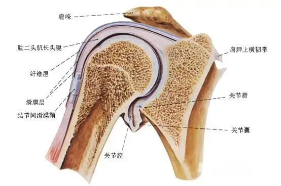 肩周组织结构图