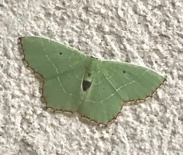 中国四眼绿青尺蛾