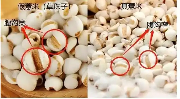 薏米草珠子你见过吗?做成文玩手串价值飙升?