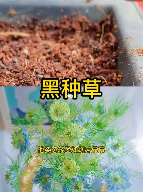 黑种草