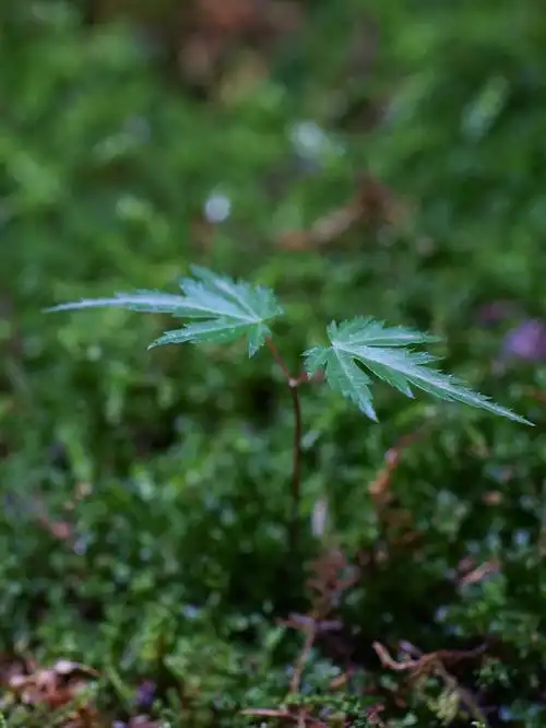 想要发芽的心情枫树播种成功啦