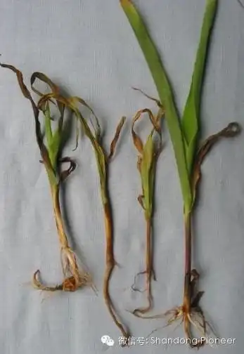 苗枯病是玉米苗期的一种真菌性病害,发病初期常造成玉米苗心叶卷曲