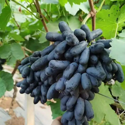 美人指葡萄 5斤长型当季新鲜水果金手指蓝宝石黑提 500g尝鲜装