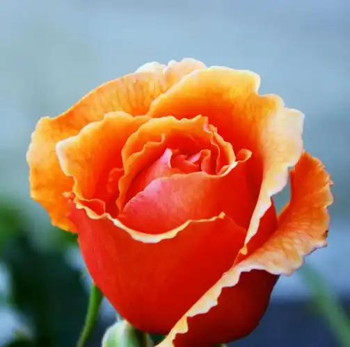 杰斯塔乔伊,花为橙色,瓣缘呈不规则锯齿状,大圆瓣.