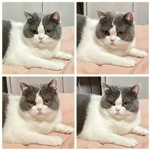 这算是发腮了吗9个月的蓝白