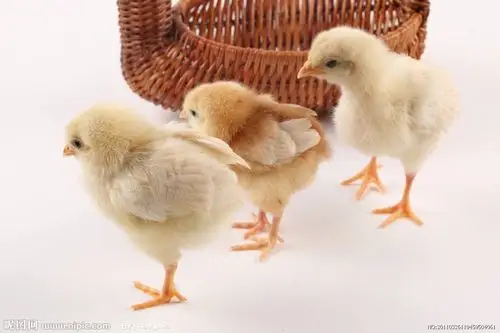 周二,周日涂鸦班《小鸡吃虫子》