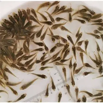 麦穗鱼苗龙鱼乌龟活体鱼饲料易养活耐养小鱼鱼苗淡水养殖小型耐活