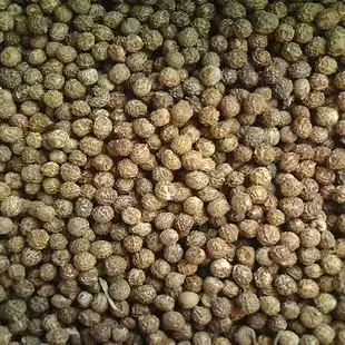 01-梧桐种子计划