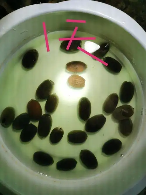 睡莲种植方法(免费教你睡莲种植技巧)_大全-幸福起航