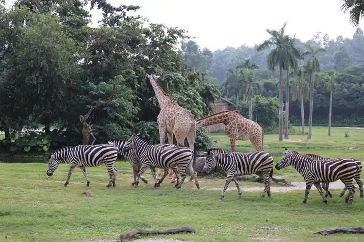走进长隆野生动物世界