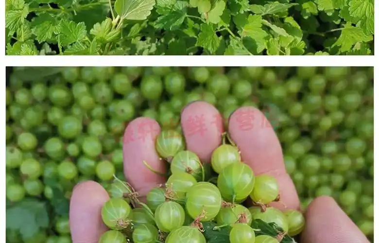 东北灯笼果现摘醋栗绿樱桃酸梅酸子粒儿野生浆果酸梅粒刺么果酸钉子刺