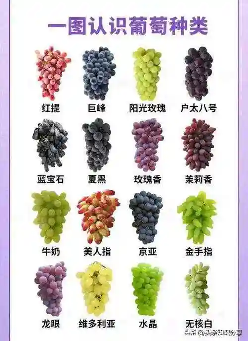 一图认识水果种类!