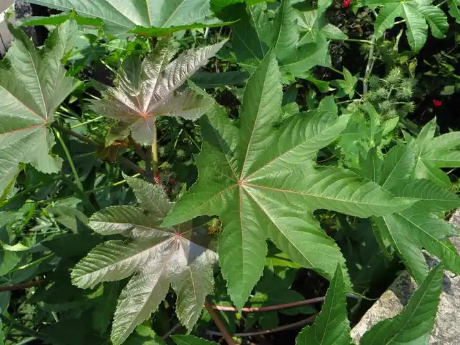 有毒植物系列 -蓖麻