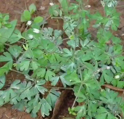 天葵是什么意思,天葵的介绍