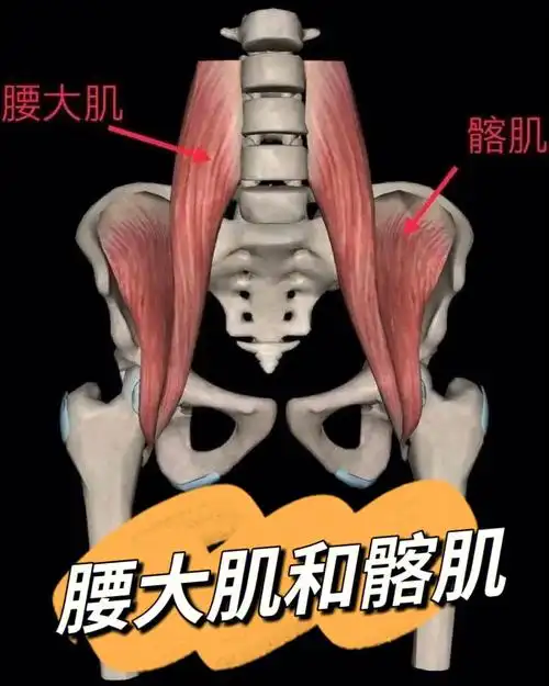 腰大肌的故事髂腰肌