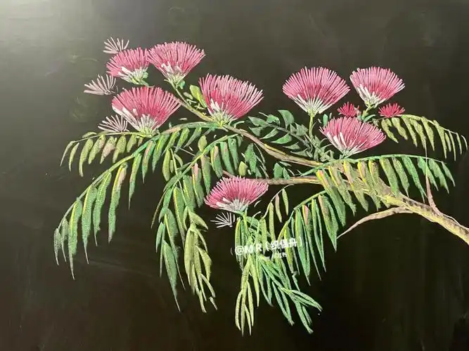 粉笔画合欢