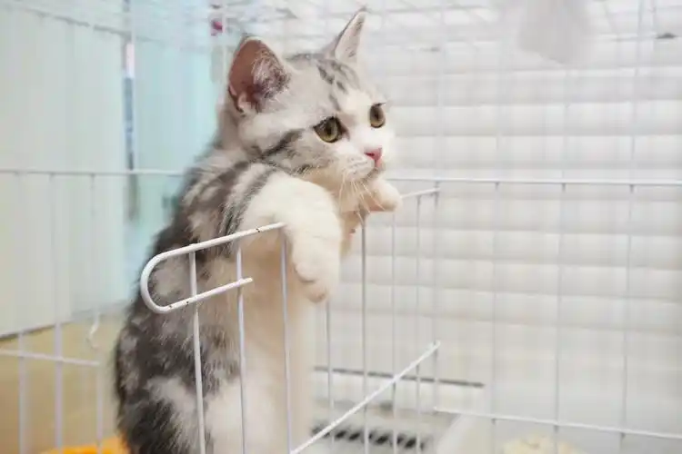 这个美短加白起司矮脚曼基康找新家