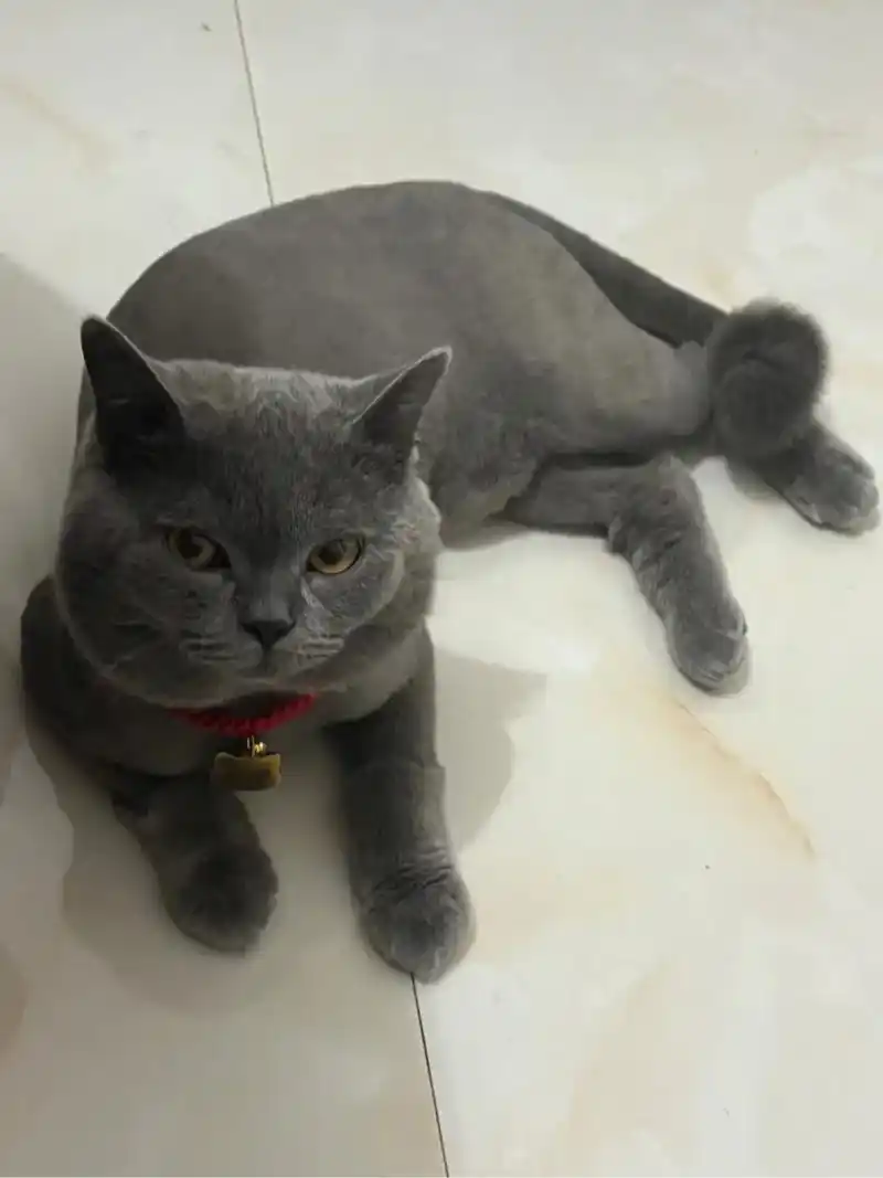 英短蓝猫 好看的照片忍不住分享9797#萌宠 - 抖音