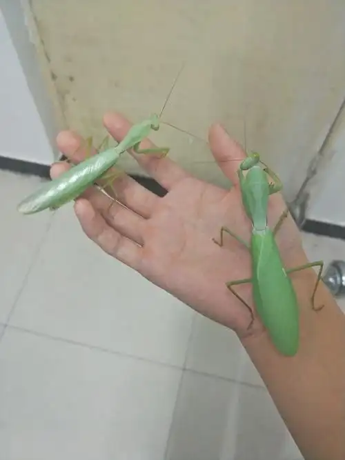 ">泰国 /a>,由于其巨大的体型以及残暴的性格具有观赏性因此受到 a