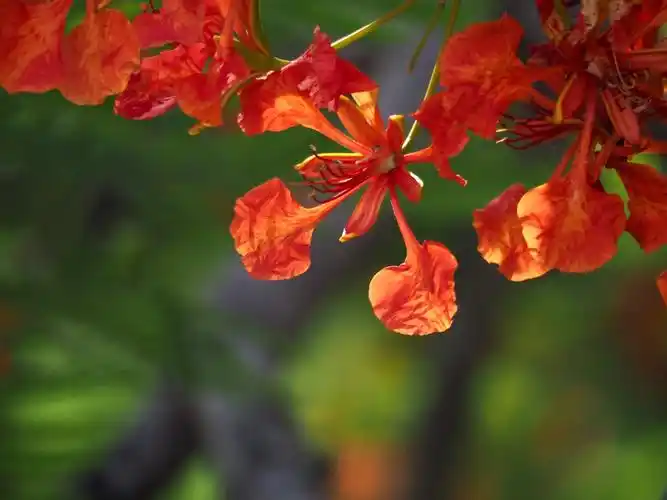 一年一度,凤凰花开