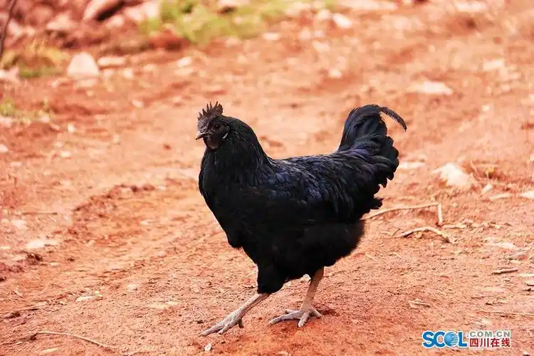 黑鸡飞进大凉山,彝乡有了"金凤凰"