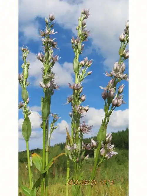 东北獐牙菜龙胆科獐牙菜属一年生草本植物