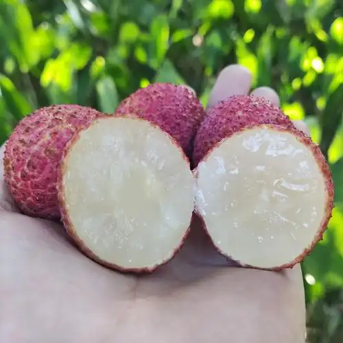 海南无核荔枝鲜荔枝 当季新鲜水果 妃子笑糯米糍5斤顺丰包邮礼盒