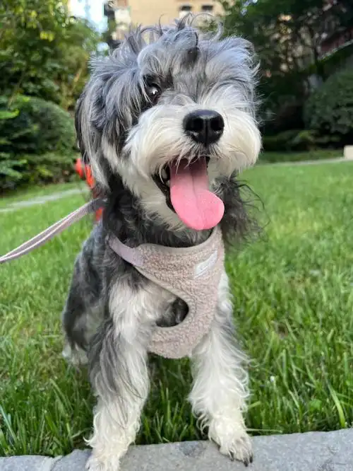 总觉得我家的雪纳瑞应该是个串串