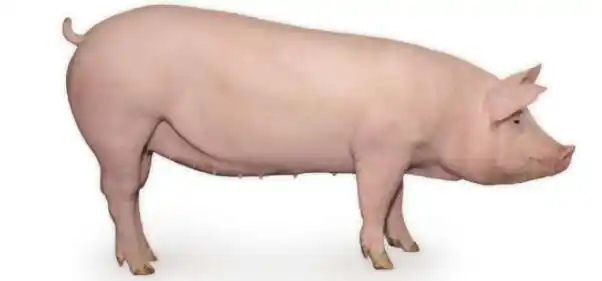 二元母猪是什么猪?