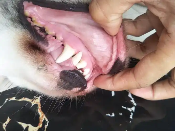 讨论大家狗子门牙上方的肉是颗粒状还是平滑的呀