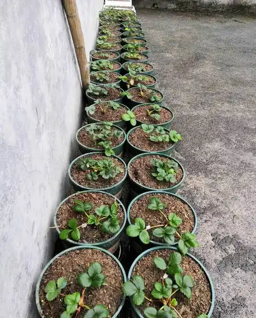 阳台种草莓,做"2点",收获"更多果",过程简单省心