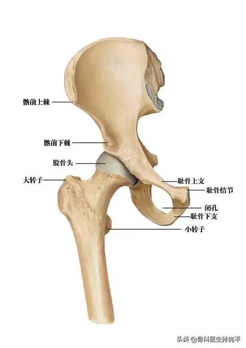 髋关节影像学—x线片阅片知识点,值得收藏|股骨头|骨折|股骨颈_网易