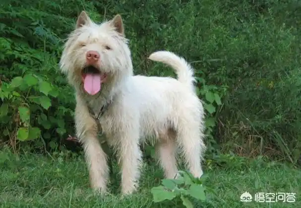 为什么? - 石塘网