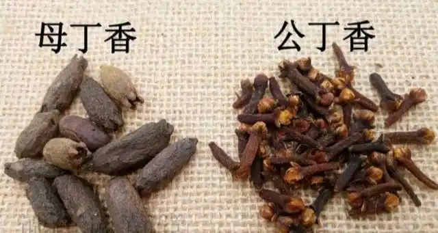 别名有丁香,丁子香,鸡舌香等,现在市面上有公丁香(干燥花蕾)和母丁香