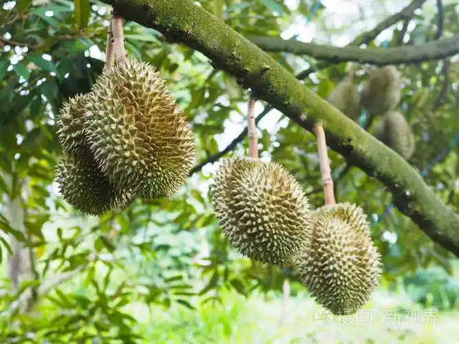 榴莲果挂在树上