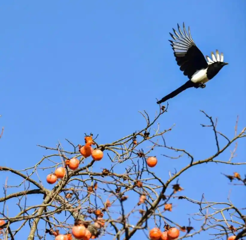 喜鹊登枝吉祥兆