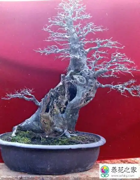 盆景良材:柞木盆景