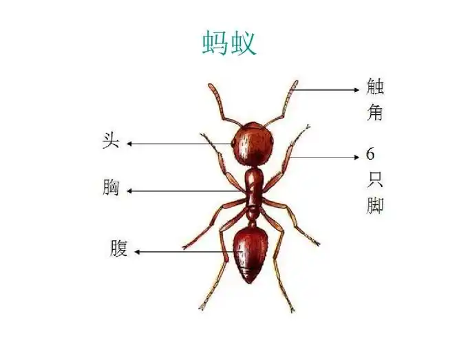 秘密花园之蚂蚁王国