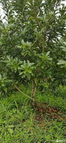 供应大厅  苗木花草  杨梅树  收藏 分享 价格 起